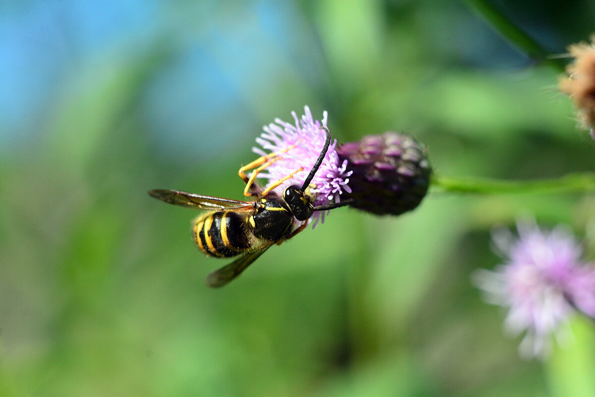 Оса - Геннадий Супрун