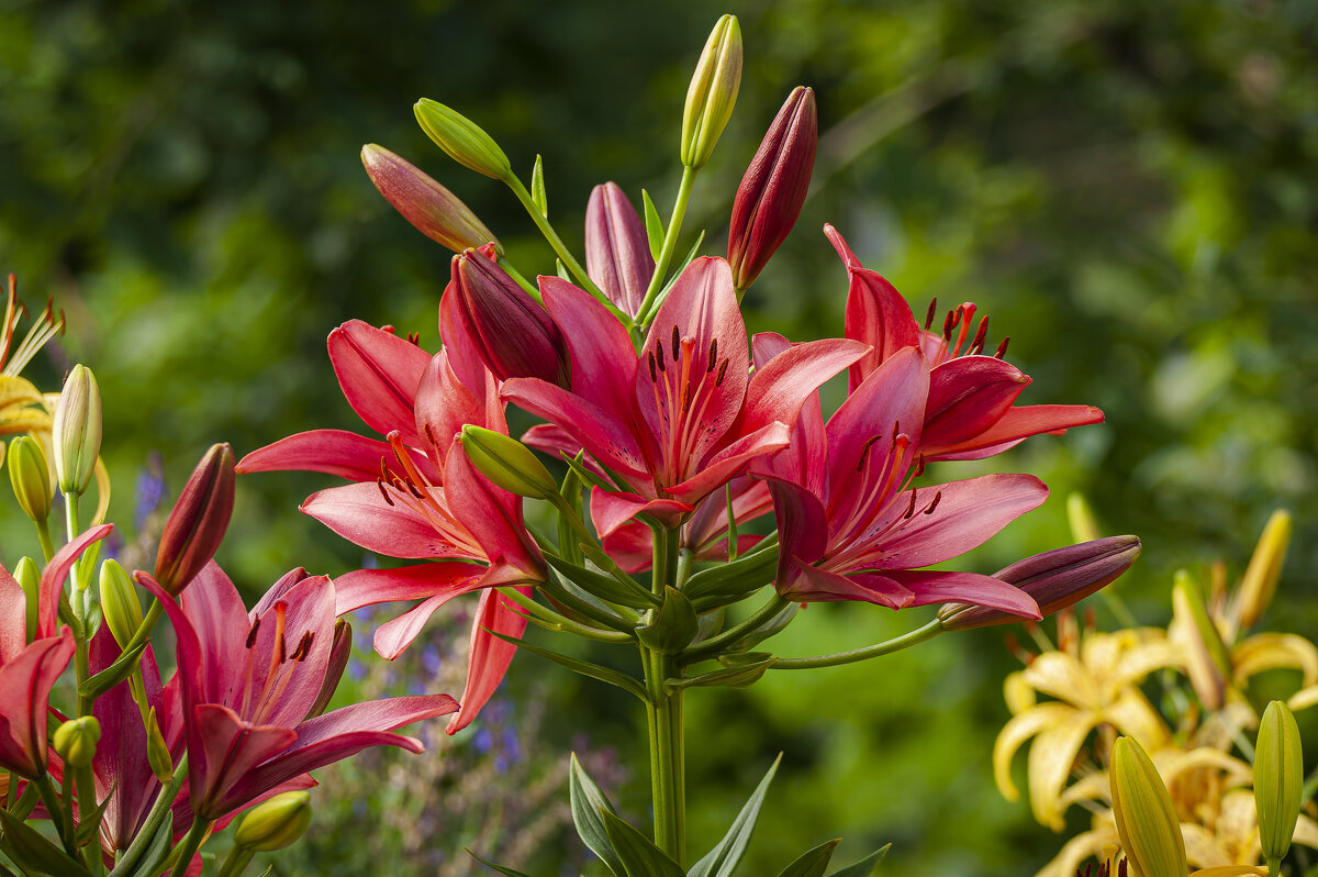 У цветов свой язык. Они молчат, но говорят о многом! - Вадим Басов