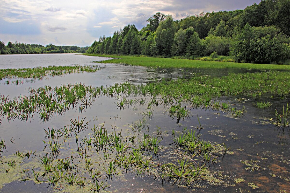Зарастает озерцо... - Евгений Корьевщиков