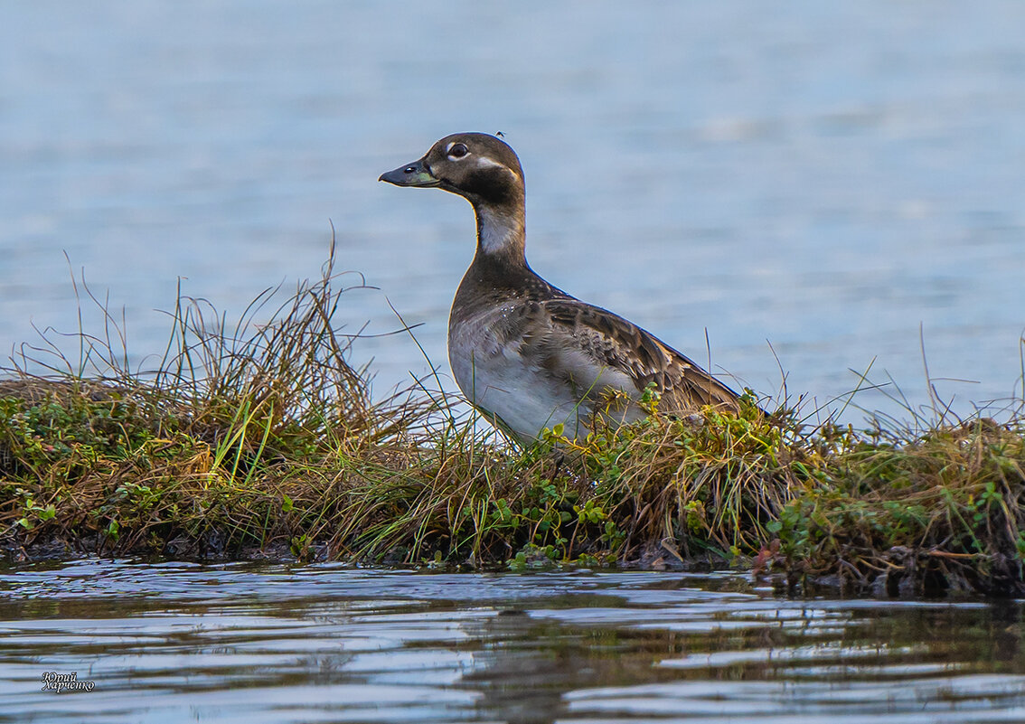 Утка. - Юрий Харченко