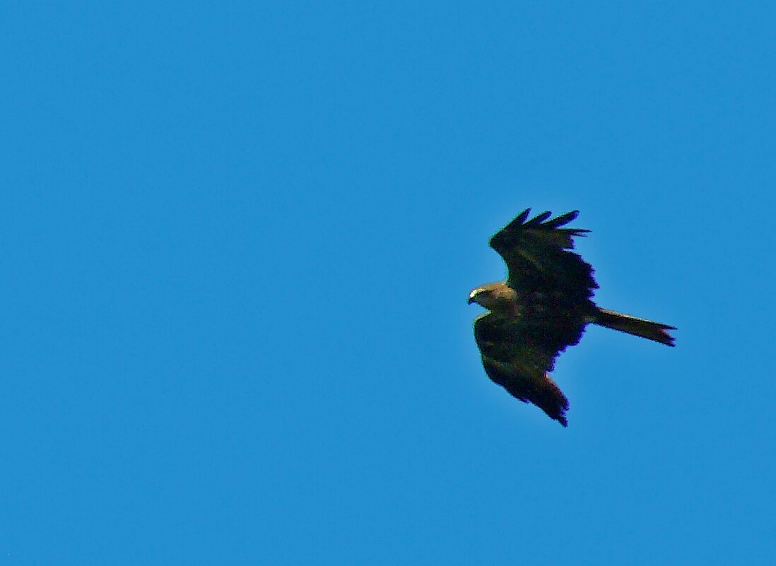 черный коршун - gawrilа - dan