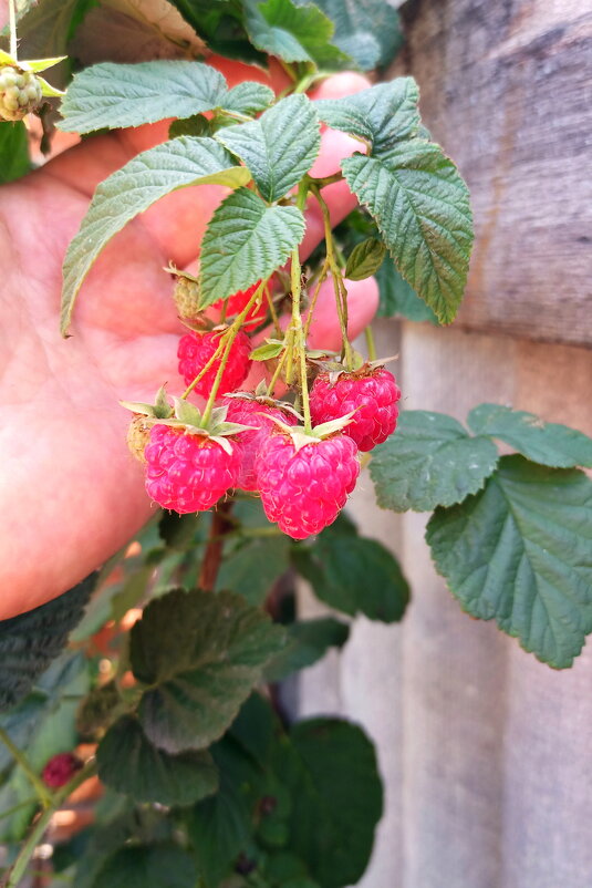 Ягода-малина. - Игорь Родионов