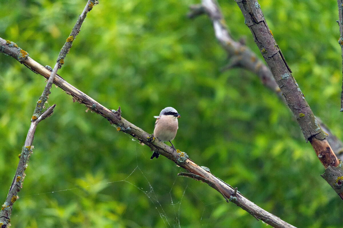 жулан - Виталий Емельянов