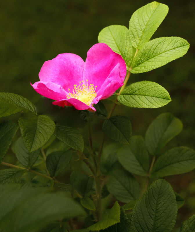 Шиповник - Евгений 