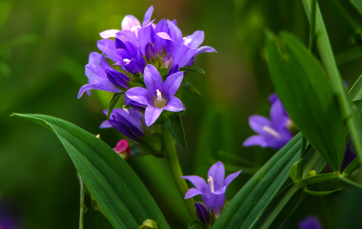 Колокольчик сборный - Владимир Безбородов