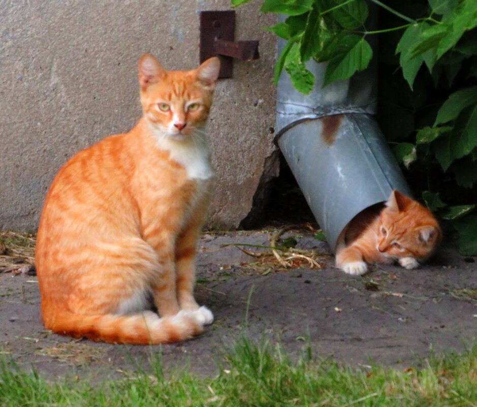 Выбираясь к Маме - Андрей Снегерёв