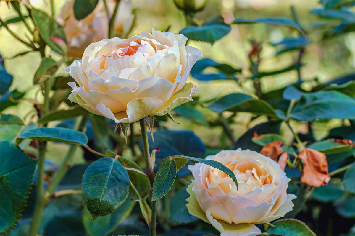 Цвет роз.. - Юрий Стародубцев Цвет роз.. - Юрий Стародубцев