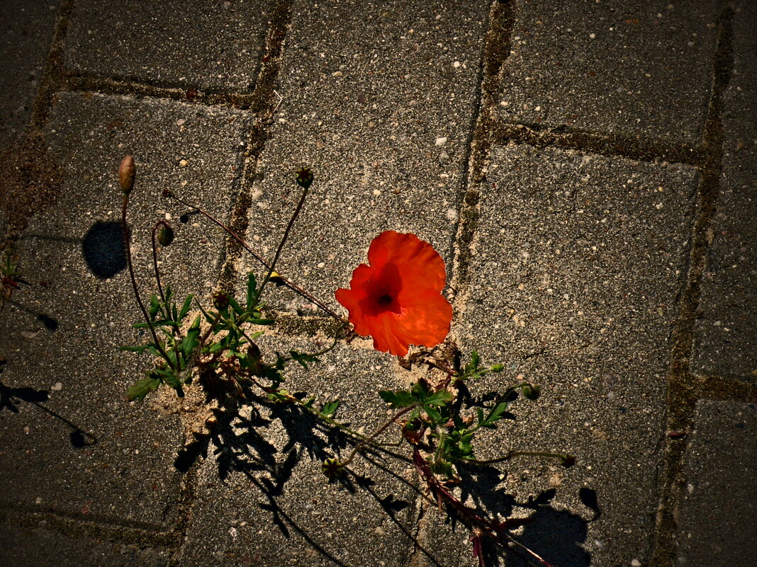 Летние этюды 61 - Алексей Кузнецов