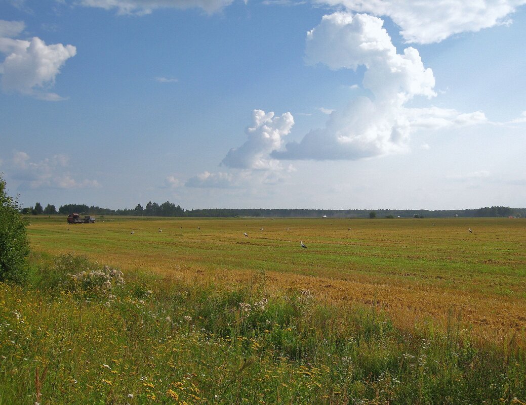 Аисты. - unix (Илья Утропов)