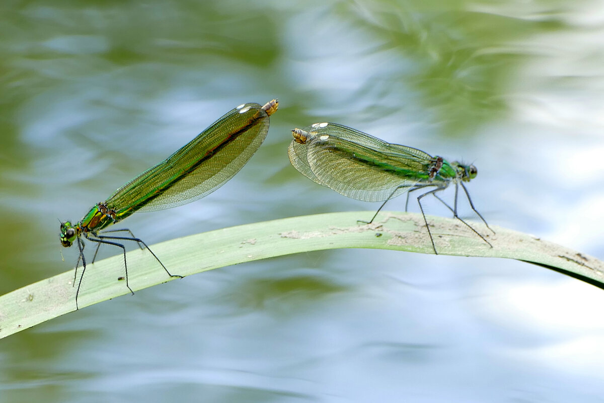 Сегодня на балу красоток  3 - Александр Прокудин