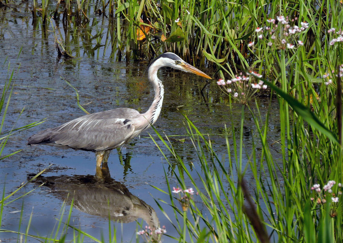 Серая цапля - Ната Волга