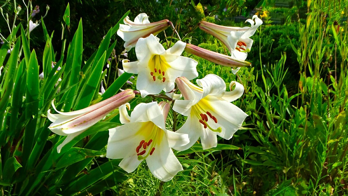 Лилии на городской клумбе. - Милешкин Владимир Алексеевич 