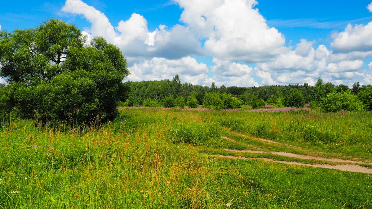Природа в середине лета. - Милешкин Владимир Алексеевич 