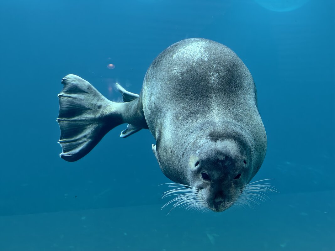 Ластоногие - <<< Наташа >>>