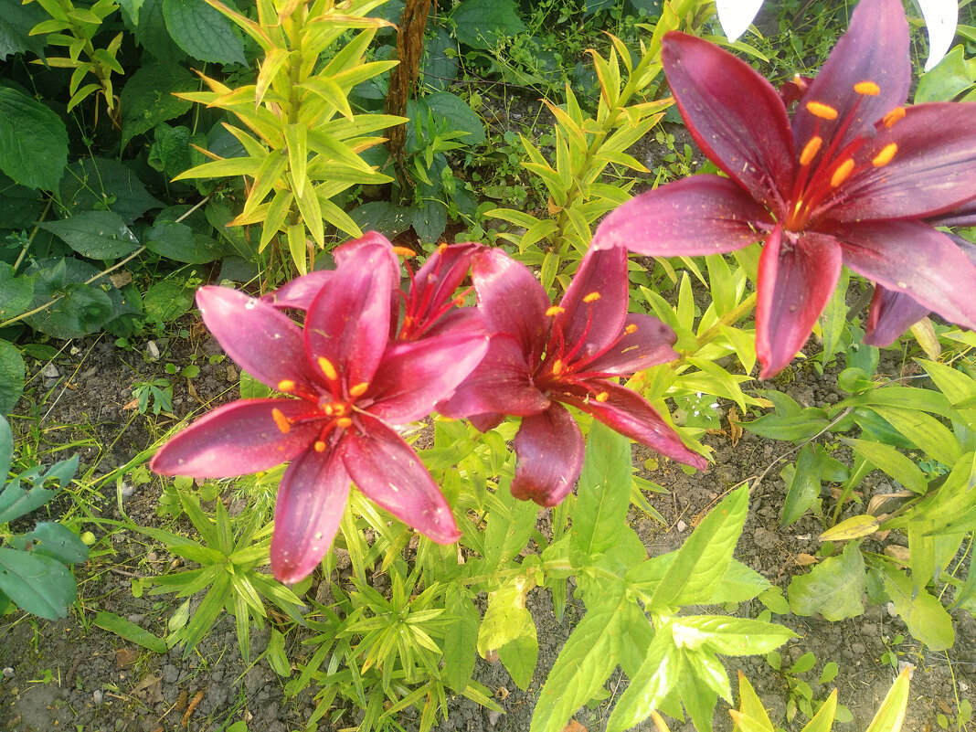 Лилии - Сергей Кочнев