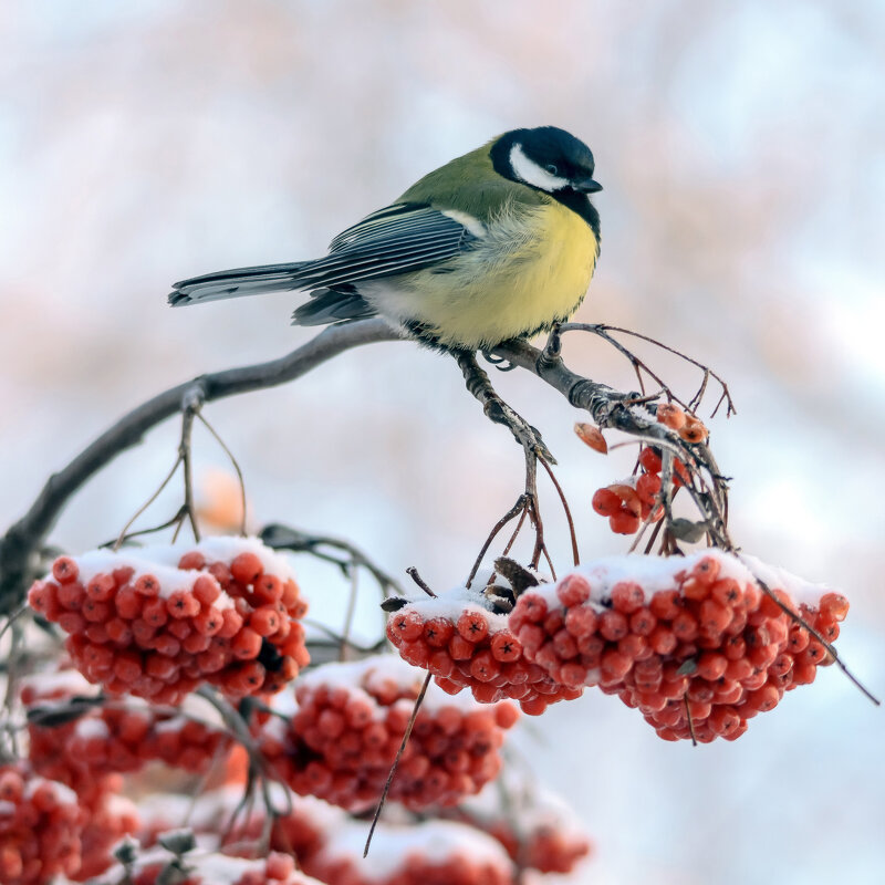 Изобилие. - Михаил Белоусов Изобилие. - Михаил Белоусов