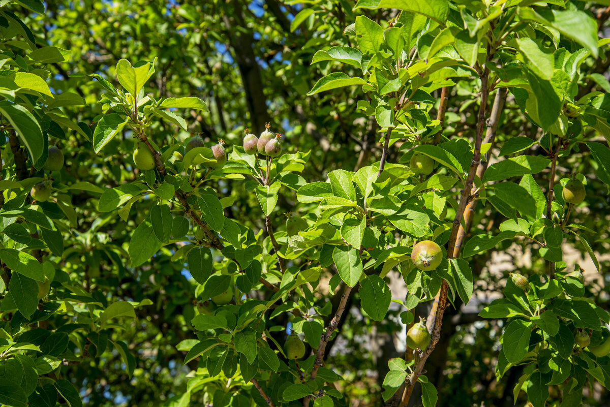 Яблоки - Анатолий Чикчирный