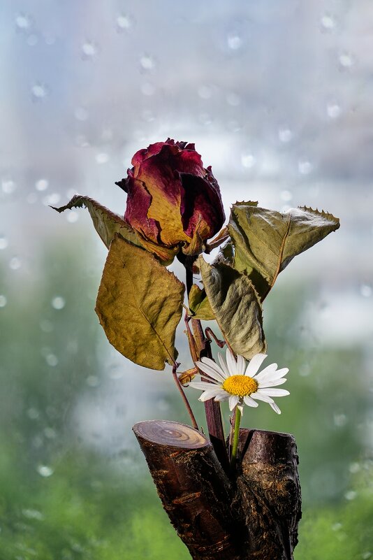 Живое и мертвое. - Владимир 