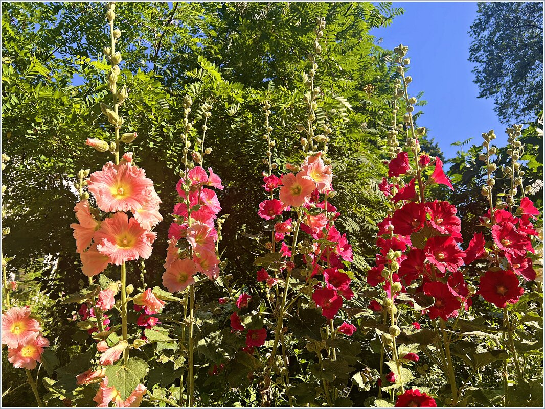 Время мальвы. - Валерия Комова