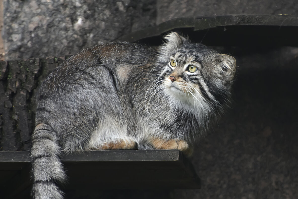 Московский зоопарк. Манул. - Наташа *****