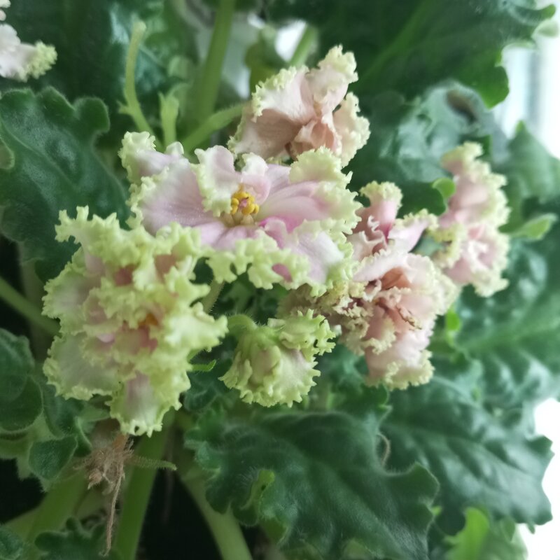 Фиалка все цветет - Елена Семигина Фиалка все цветет - Елена Семигина