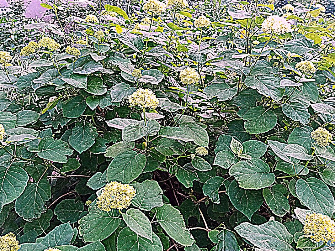 Цветы. - Владимир Драгунский