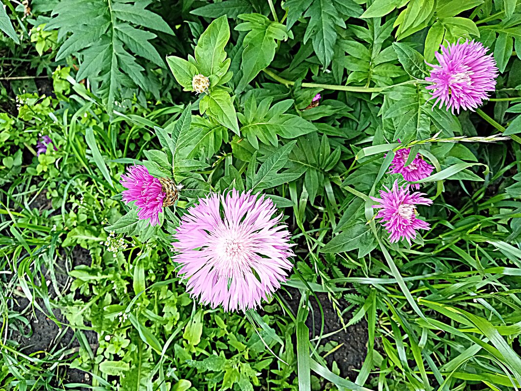 Цветы. - Владимир Драгунский