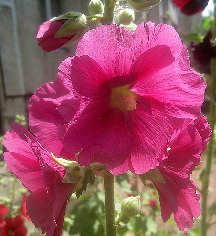 Мальва - Елена Семигина