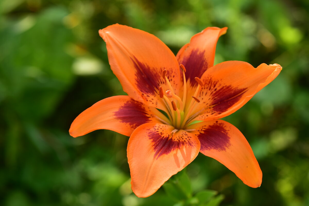 лилия Vengard - Vera_85916050 Lario