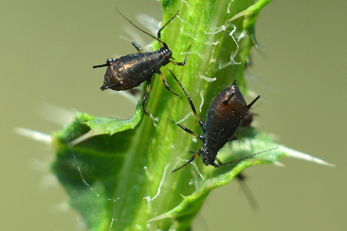 Тля - Геннадий Супрун