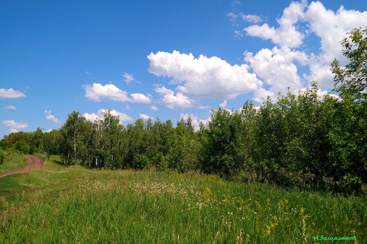 Про макушку лета... - Андрей Заломленков