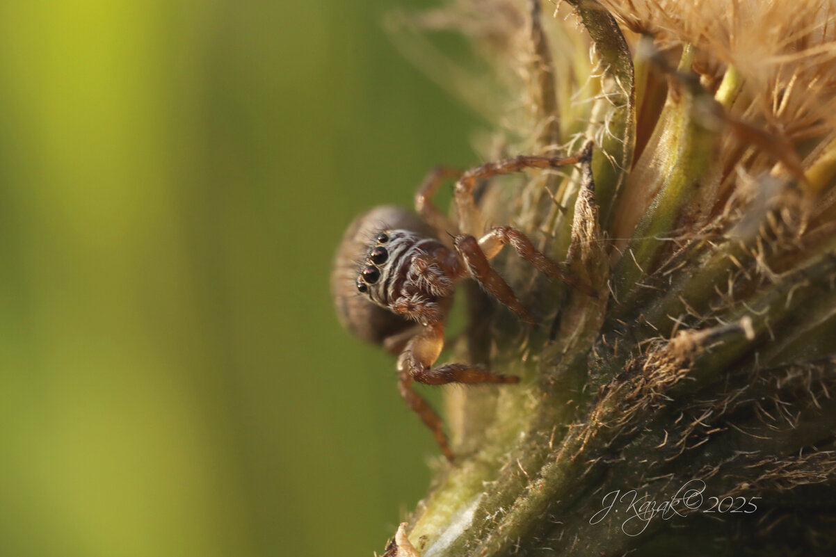 *** - Елена Kазак (selena1965)