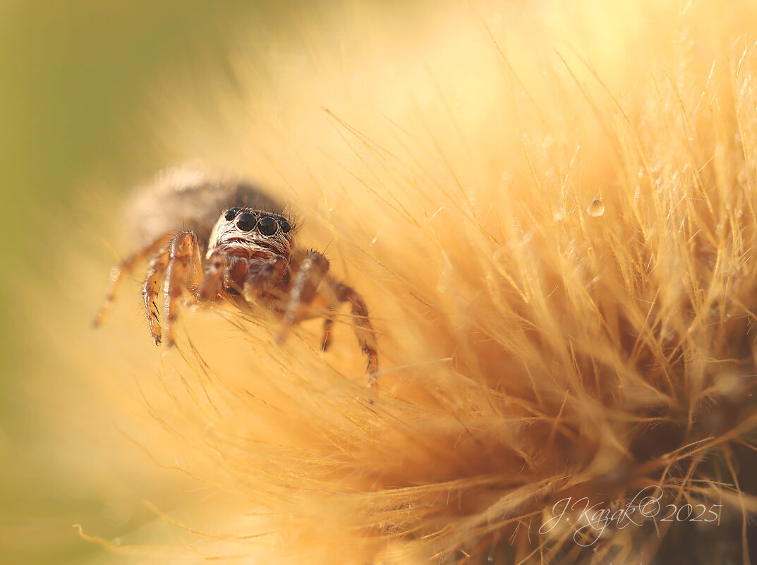 *** - Елена Kазак (selena1965) *** - Елена Kазак (selena1965)