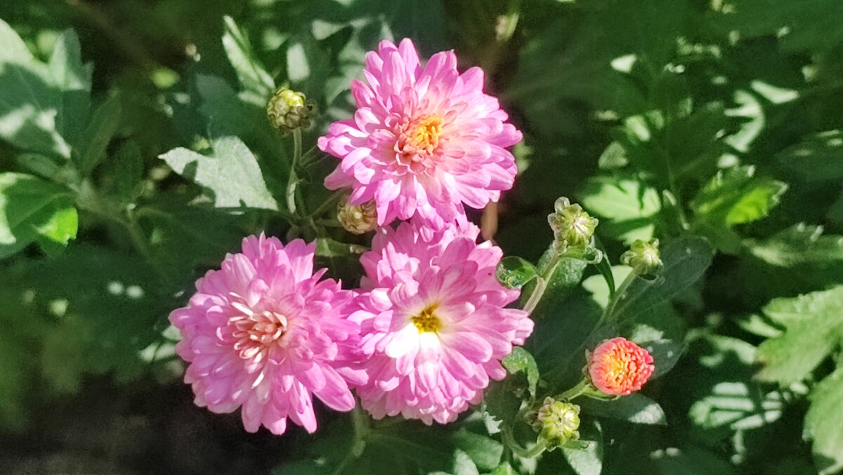 ,,, - Сергей Тимоновский ,,, - Сергей Тимоновский