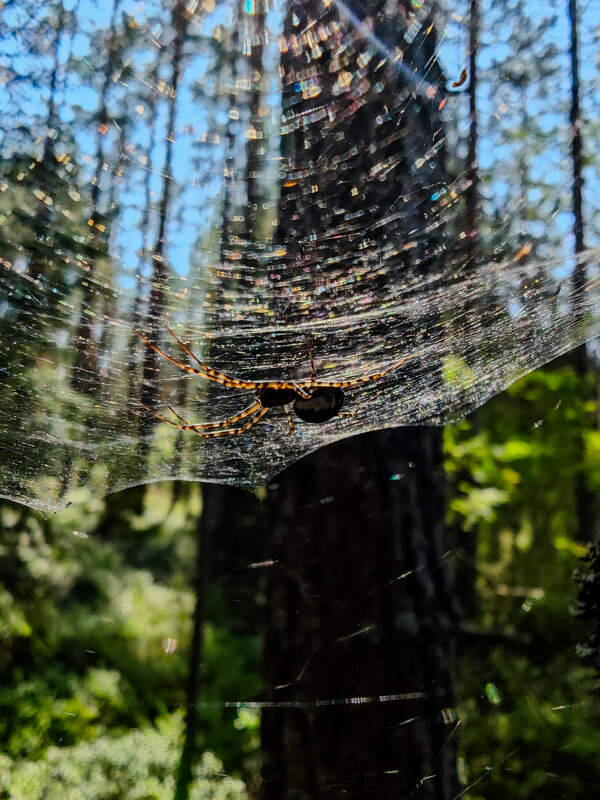 В засаде... - Станислав Мутовин