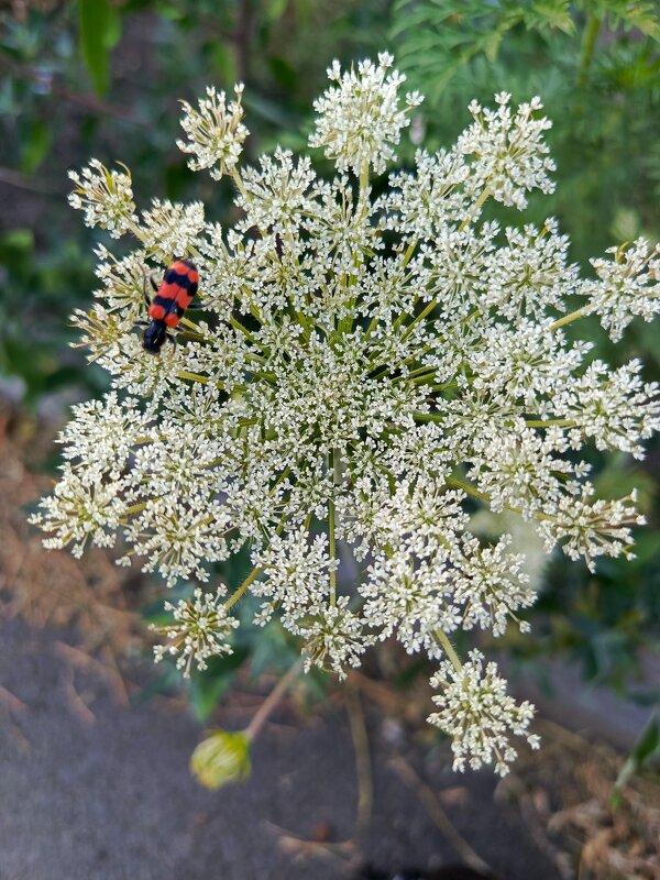 Летняя зарисовка - Татьяна Пальчикова