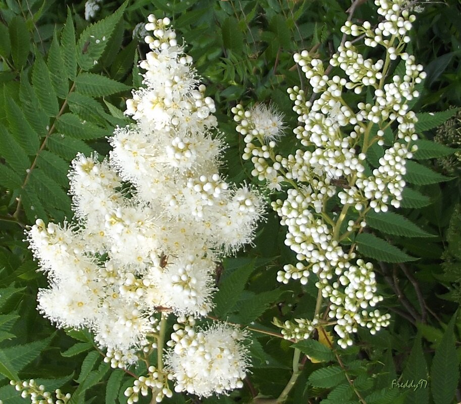 Рябинник рябинолистный - Freddy 97