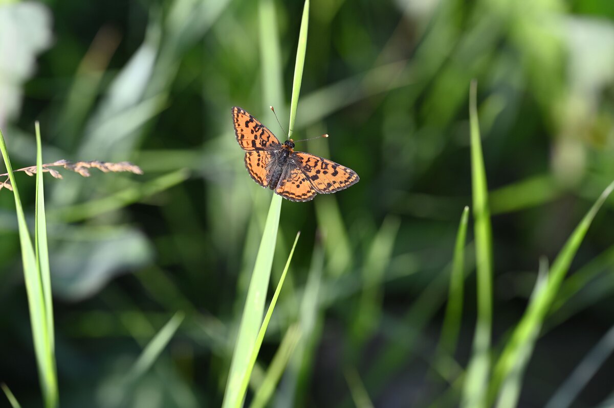 Шашечница - Ольга 