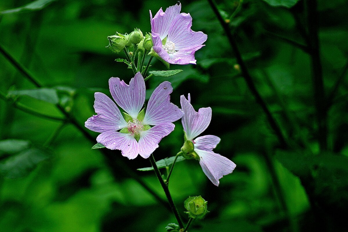 *** - Леонид leo