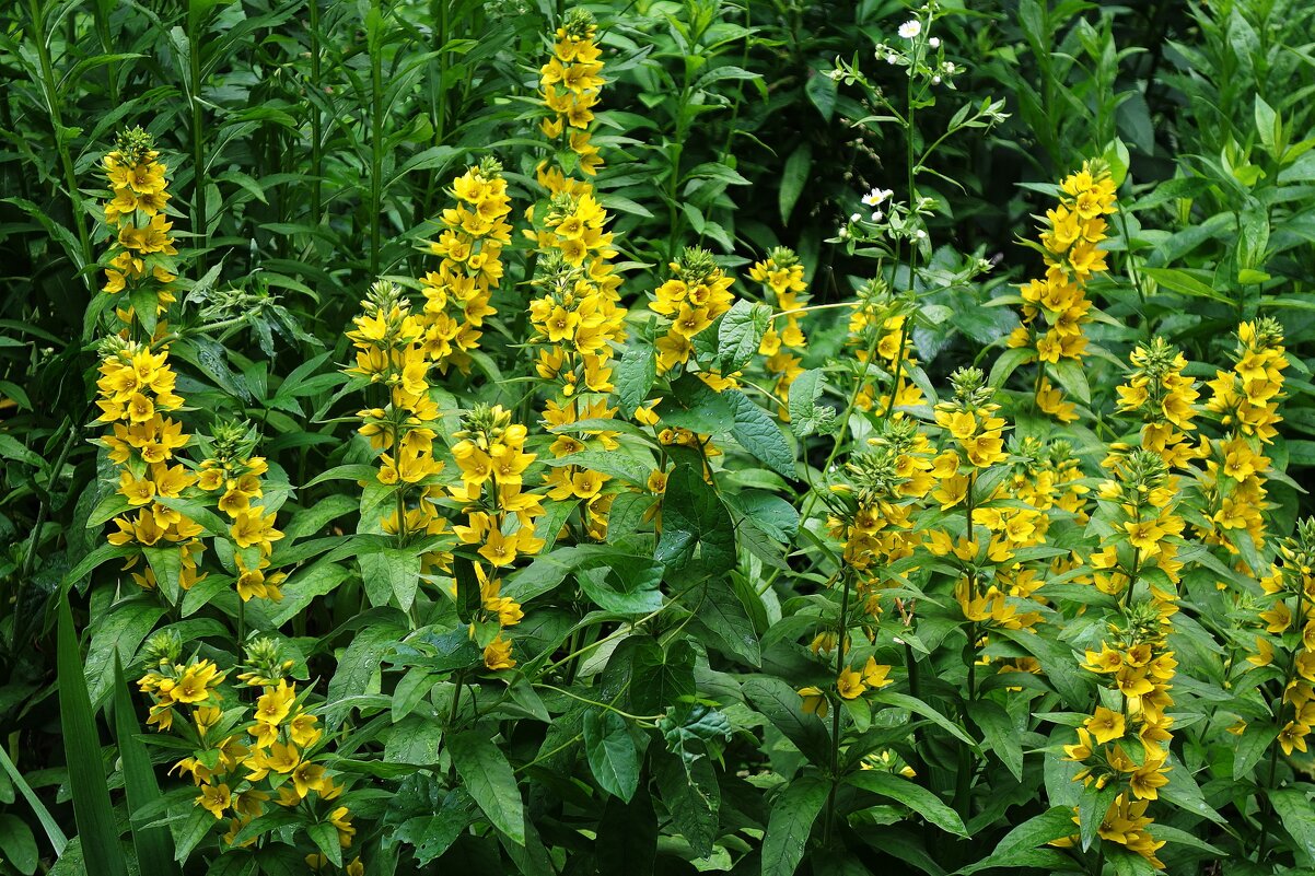 Вербейник - Рита Симонова