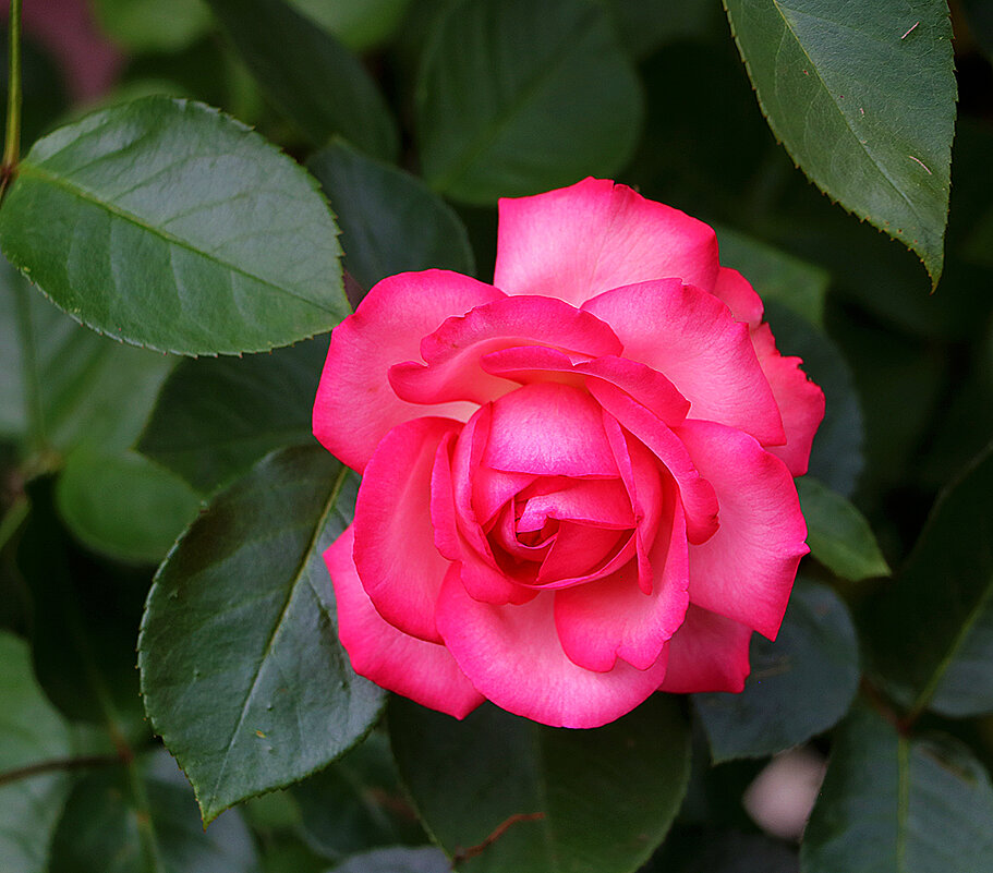 Июльская красавица - Светлана Июльская красавица - Светлана