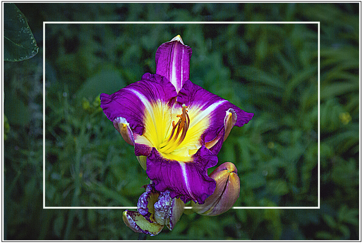 фОТОЗАРИСОВКА - Владимир Кроливец