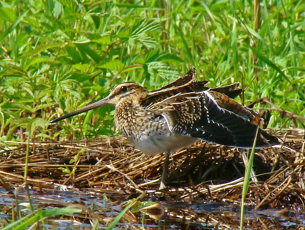 бекас - gawrilа - dan