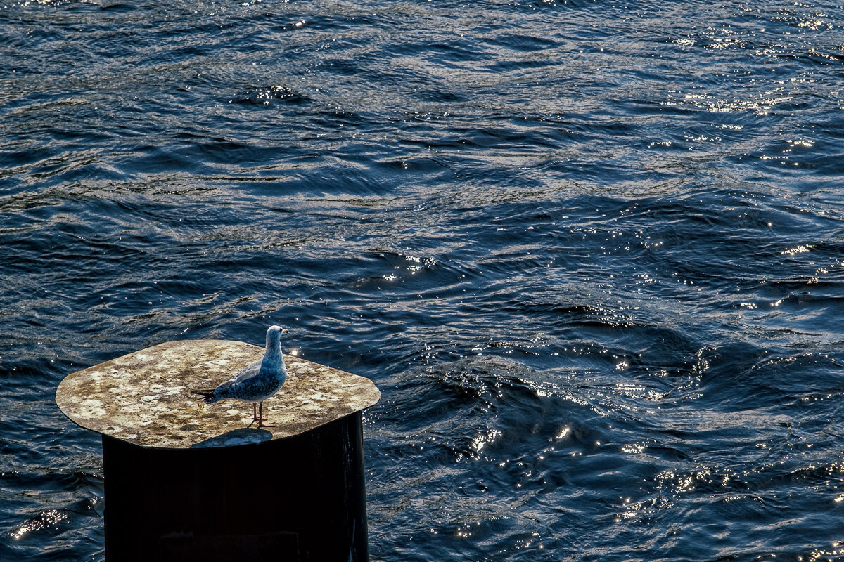 "Просто осталась краска" - Сергей Шатохин 