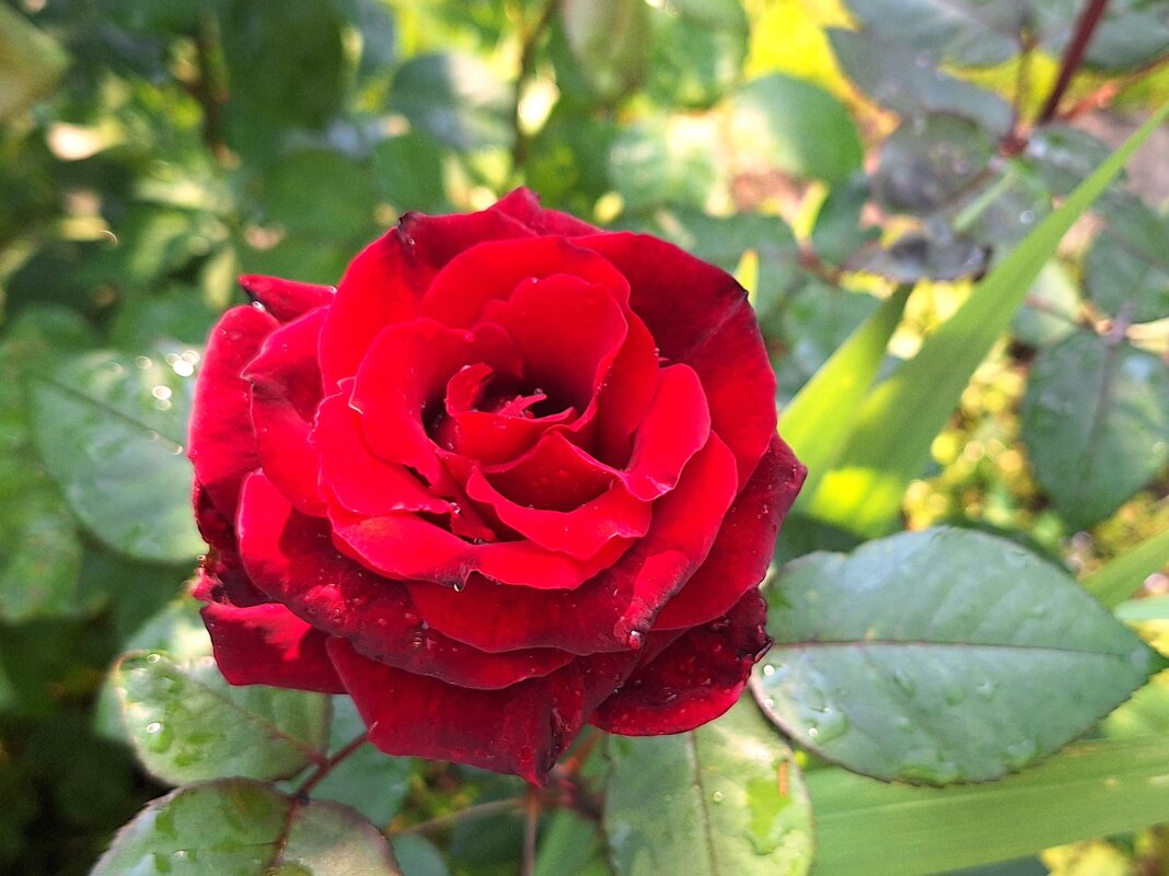 Роза - Наталья 