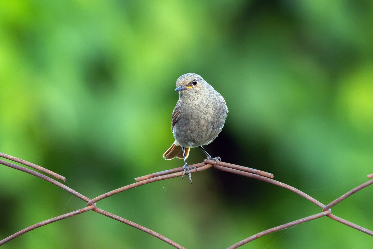 * - Виталий Емельянов * - Виталий Емельянов