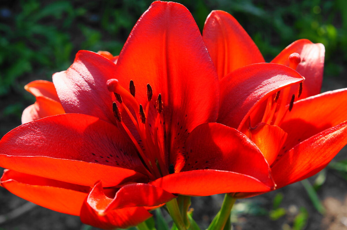 Лилия - Сергей Ц