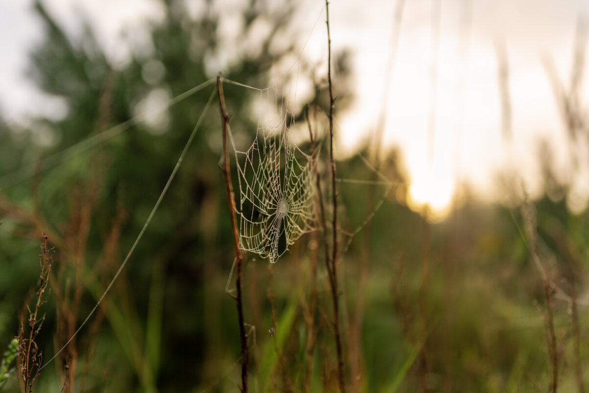 Узор меж трав - sorovey Sol