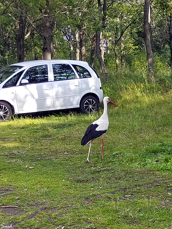 Аист на охоте - Alex Sash