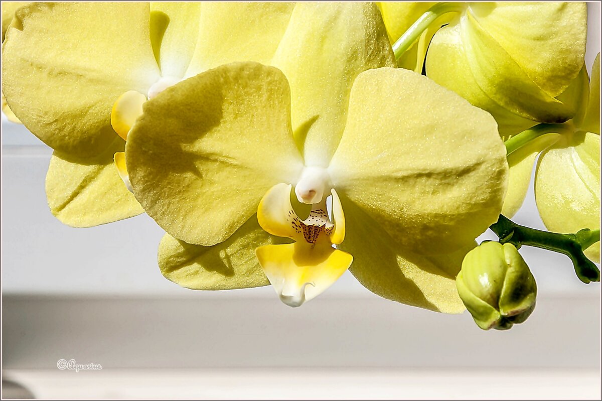 Про орхидею... - Aquarius - Сергей Про орхидею... - Aquarius - Сергей